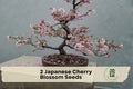 Japanese Cherry Blossom Seeds, Ornamental Tree, Prunus serrulata, Pink Flowers, Bonsai & Garden Planting, 20 Seeds