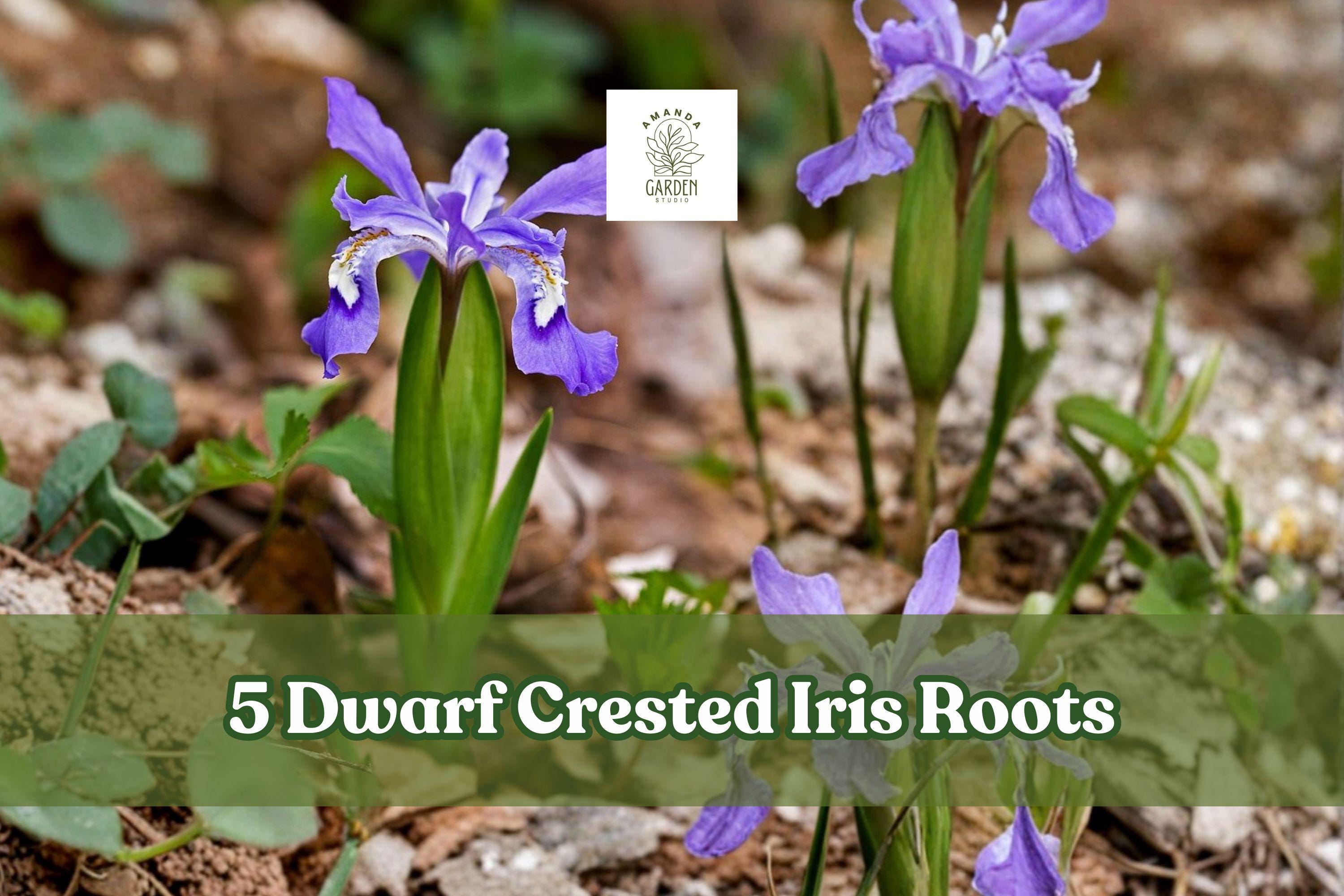 Dwarf Crested Iris Roots, 5 Pack, Hardy Perennial Flower Bulbs, Iris cristata, Low-Growing Ground Cover, Easy Care Garden Plant
