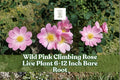 Wild Pink Climbing Rose Bare Root Plant – Pink Flowering Vining Rose Rosa spp. for Garden Trellises & Fences