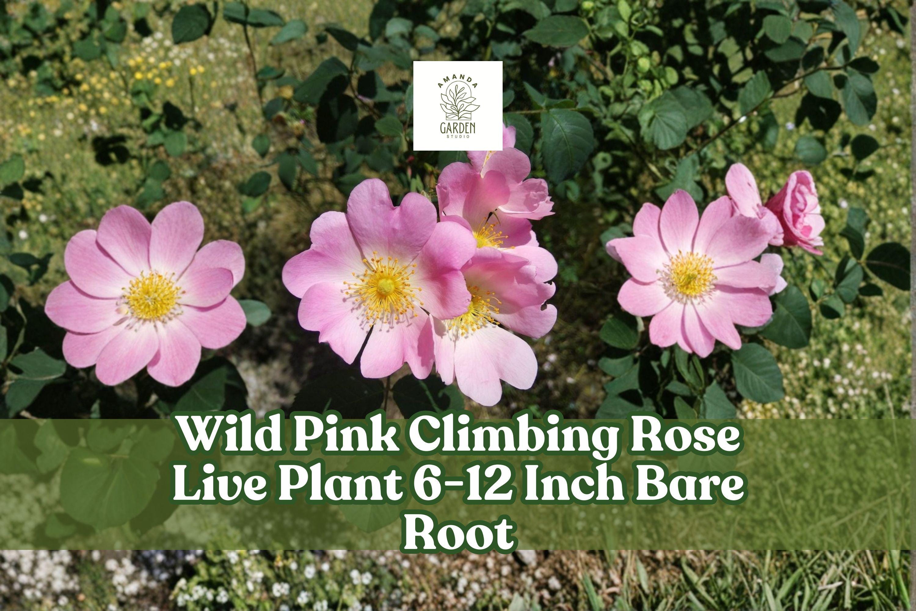 Wild Pink Climbing Rose Bare Root Plant – Pink Flowering Vining Rose Rosa spp. for Garden Trellises & Fences