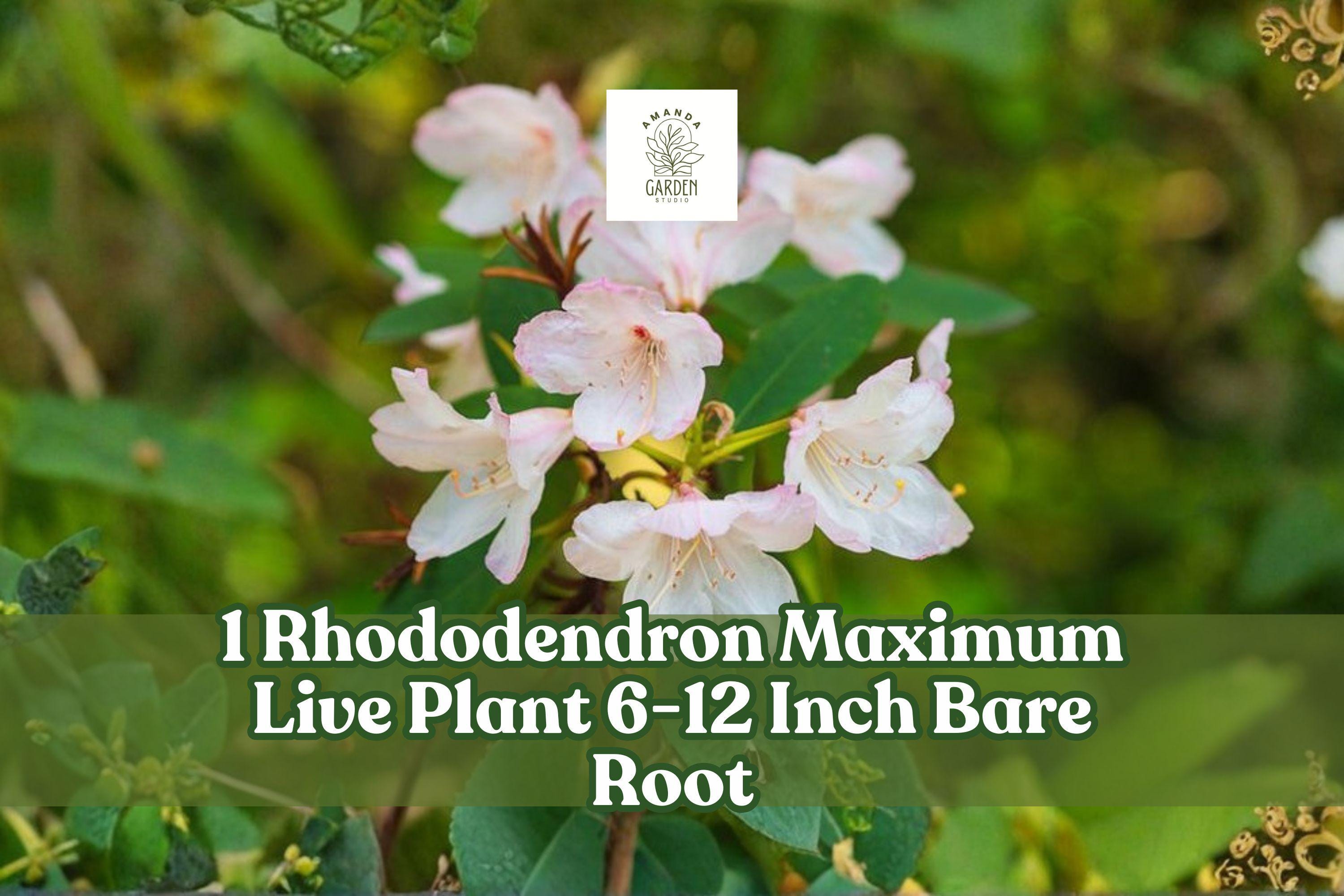 Rhododendron Maximum Live Plant | 6-12 Inch Bare Root Evergreen Shrub with White to Pink Blooms | Garden, Landscape, Shade Plant