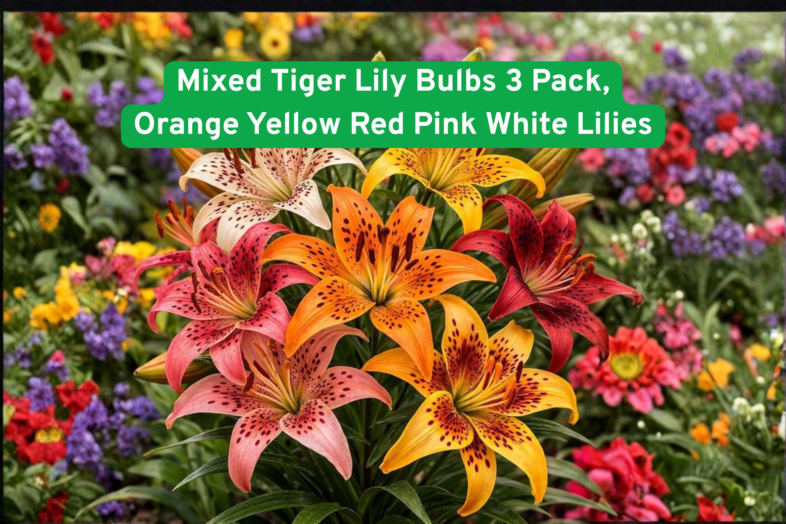 Mixed Tiger Lily Bulbs 3 Pack | Multi-Color Orange Yellow Red Pink White | Lilium lancifolium Perennial Bulbs