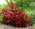 Ludwigia Repens Super Red Mini Aquarium Plant - Potted Freshwater Stem, Vibrant Red Foliage, 5-8 Inches