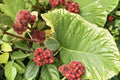 Skunkbrush Sumac Seeds – Rhus trilobata Native Drought-Tolerant Shrub for Erosion Control & Habitat Restoration