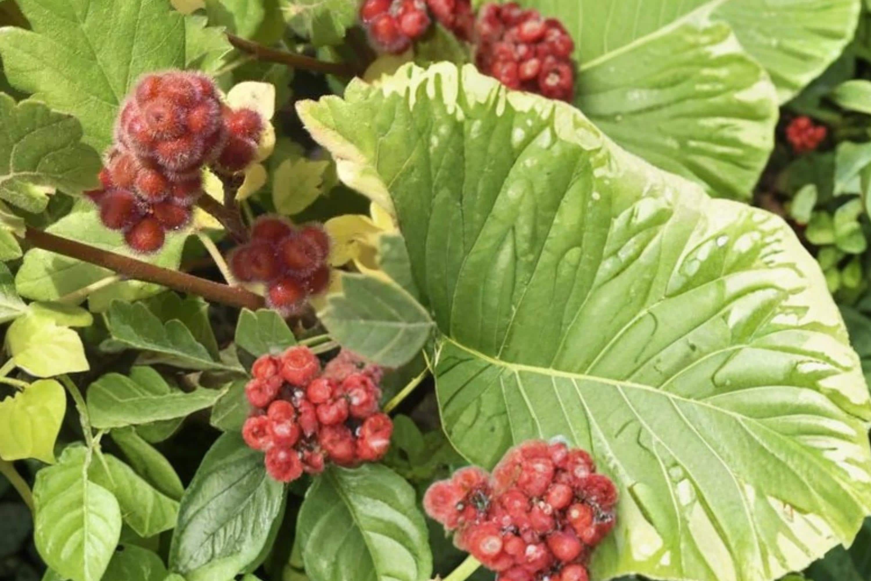 Skunkbrush Sumac Seeds – Rhus trilobata Native Drought-Tolerant Shrub for Erosion Control & Habitat Restoration
