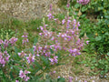 Showy Tick Trefoil Seeds | Desmodium canadense Flowering Perennial Plant | Pink to Rosy-Purple Blooms