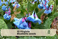 Virginia Bluebells Seeds – 10 Pack, Pink to Blue Wildflower for Shade Gardens, Mertensia virginica, Spring Blooming Perennial