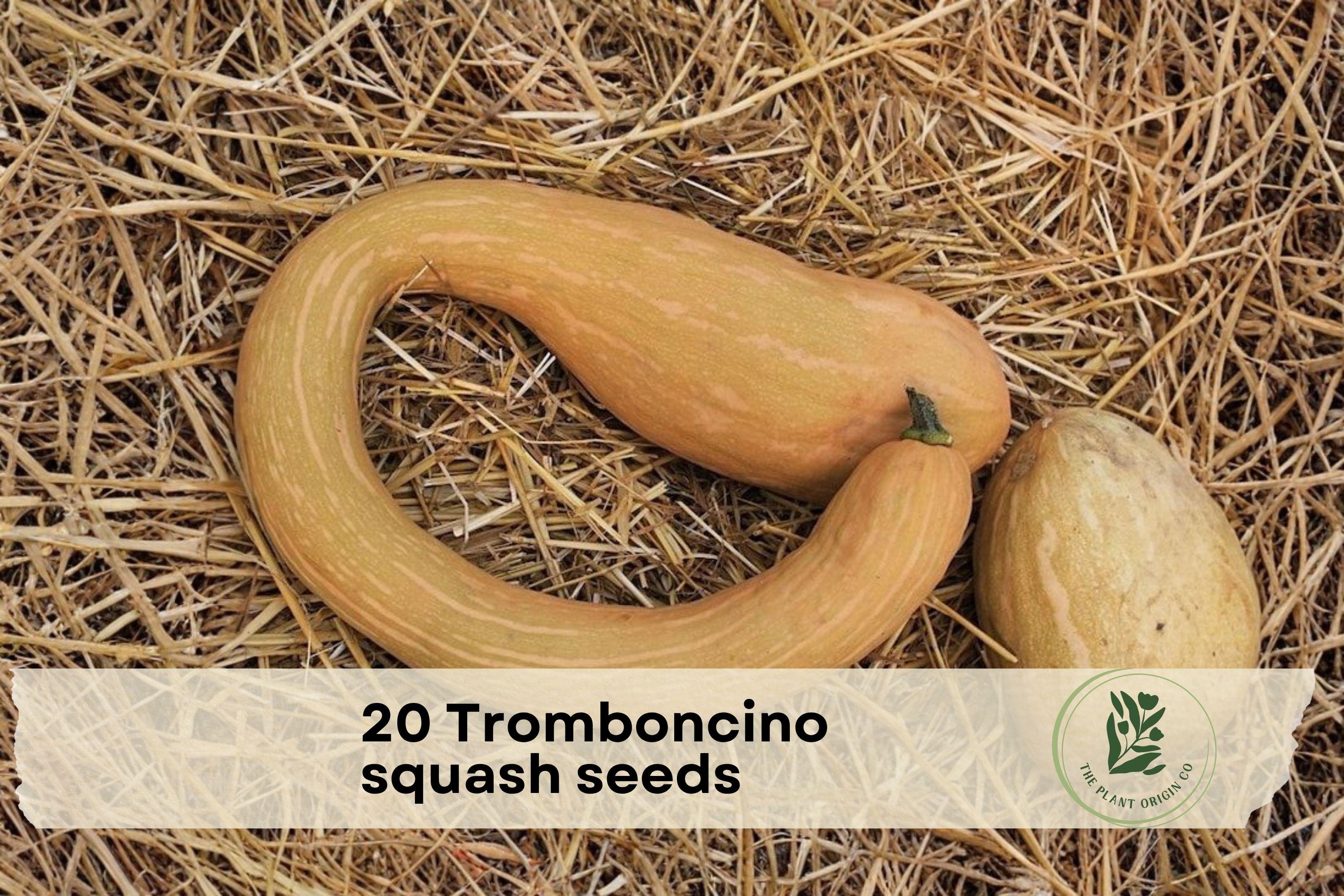 20 Tromboncino Squash Seeds – Cucurbita moschata, Edible Summer & Winter Climbing Vine, Unique Curved Shape, Garden & Trellis Plant