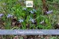 5 Dwarf Crested Iris Bulbs Iris cristata Hardy Shade Garden Planting, Blue Purple Flowers, Low-Growing Perennial Bulb