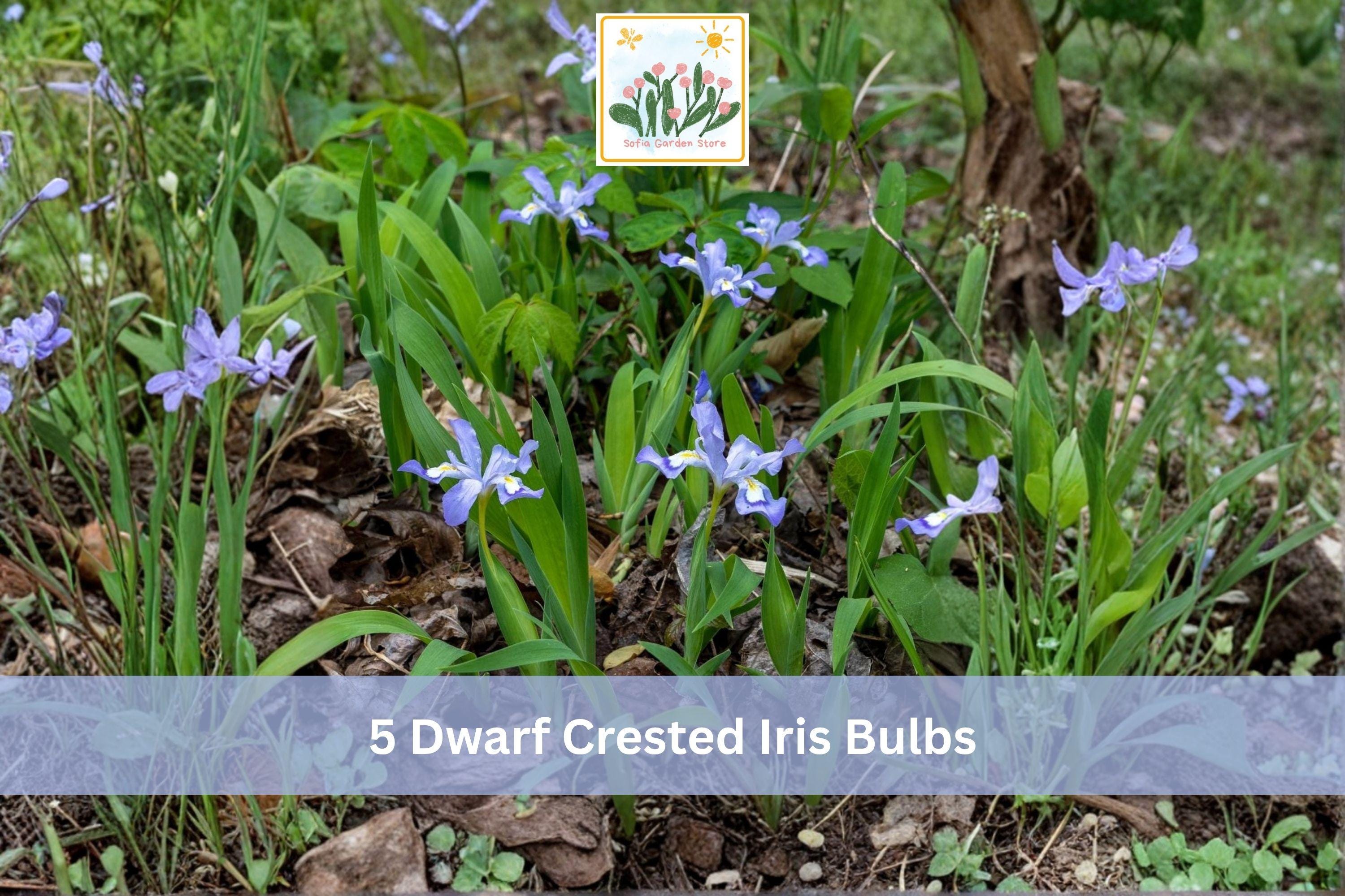 5 Dwarf Crested Iris Bulbs Iris cristata Hardy Shade Garden Planting, Blue Purple Flowers, Low-Growing Perennial Bulb