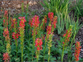 Cardinal Flower Seeds | Lobelia cardinalis Red | Perennial Garden Plant | 100 Seeds