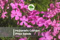 McDaniel's Cushion Phlox Seeds | Bright Pink Groundcover | Phlox subulata | Perennial for Borders, Rock Gardens & Slopes