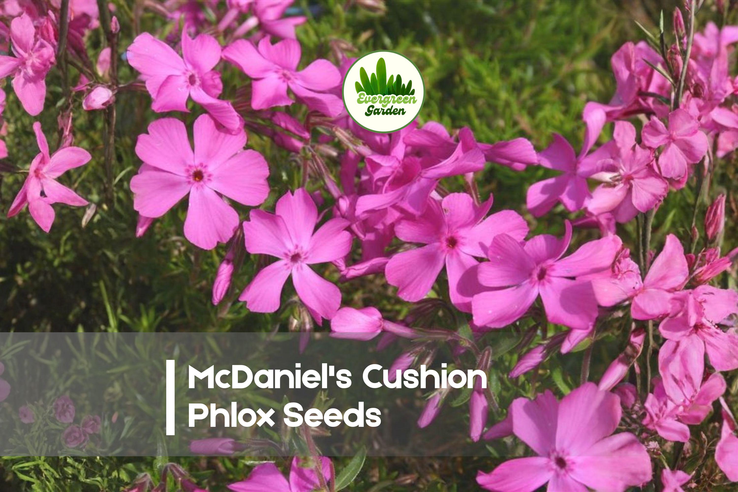 McDaniel's Cushion Phlox Seeds | Bright Pink Groundcover | Phlox subulata | Perennial for Borders, Rock Gardens & Slopes