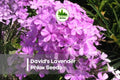 David's Lavender Phlox Seeds – Perennial, Soft Lavender Blooms, Pollinator-Friendly, Phlox paniculata