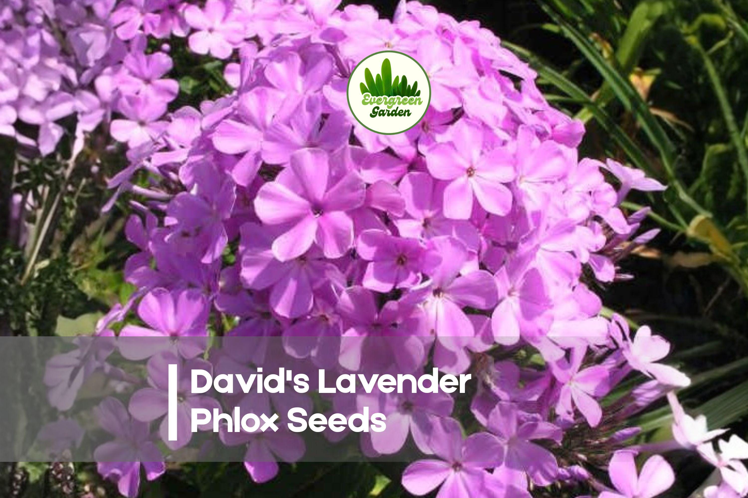 David's Lavender Phlox Seeds – Perennial, Soft Lavender Blooms, Pollinator-Friendly, Phlox paniculata