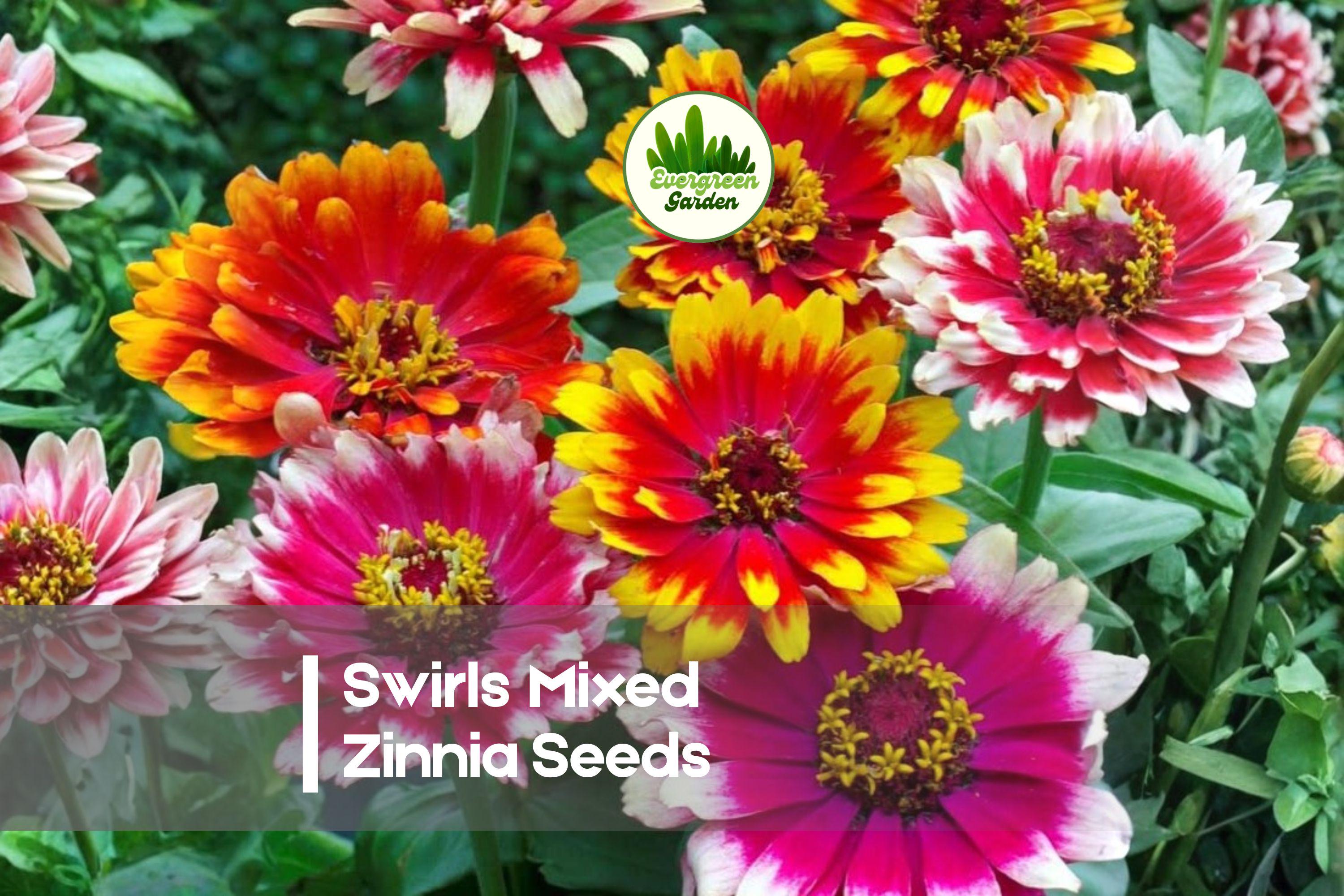 100 Swirls Mixed Zinnia Seeds | Vibrant Multicolored Flowers | Zinnia elegans | Easy to Grow Annual for Borders & Cut Flowers