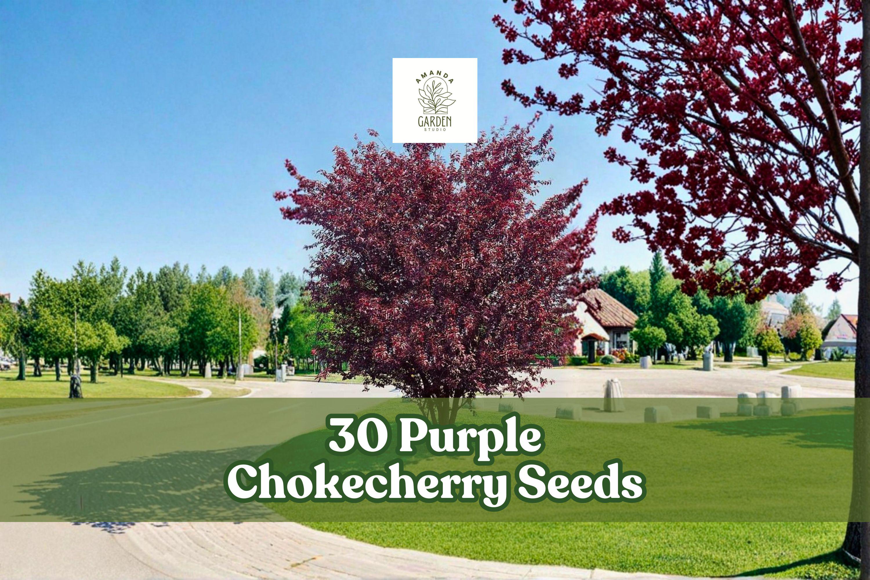 Purple Chokecherry Seeds – Prunus virginiana ‘Shubert’ Ornamental Tree for Landscaping, Privacy, Shade