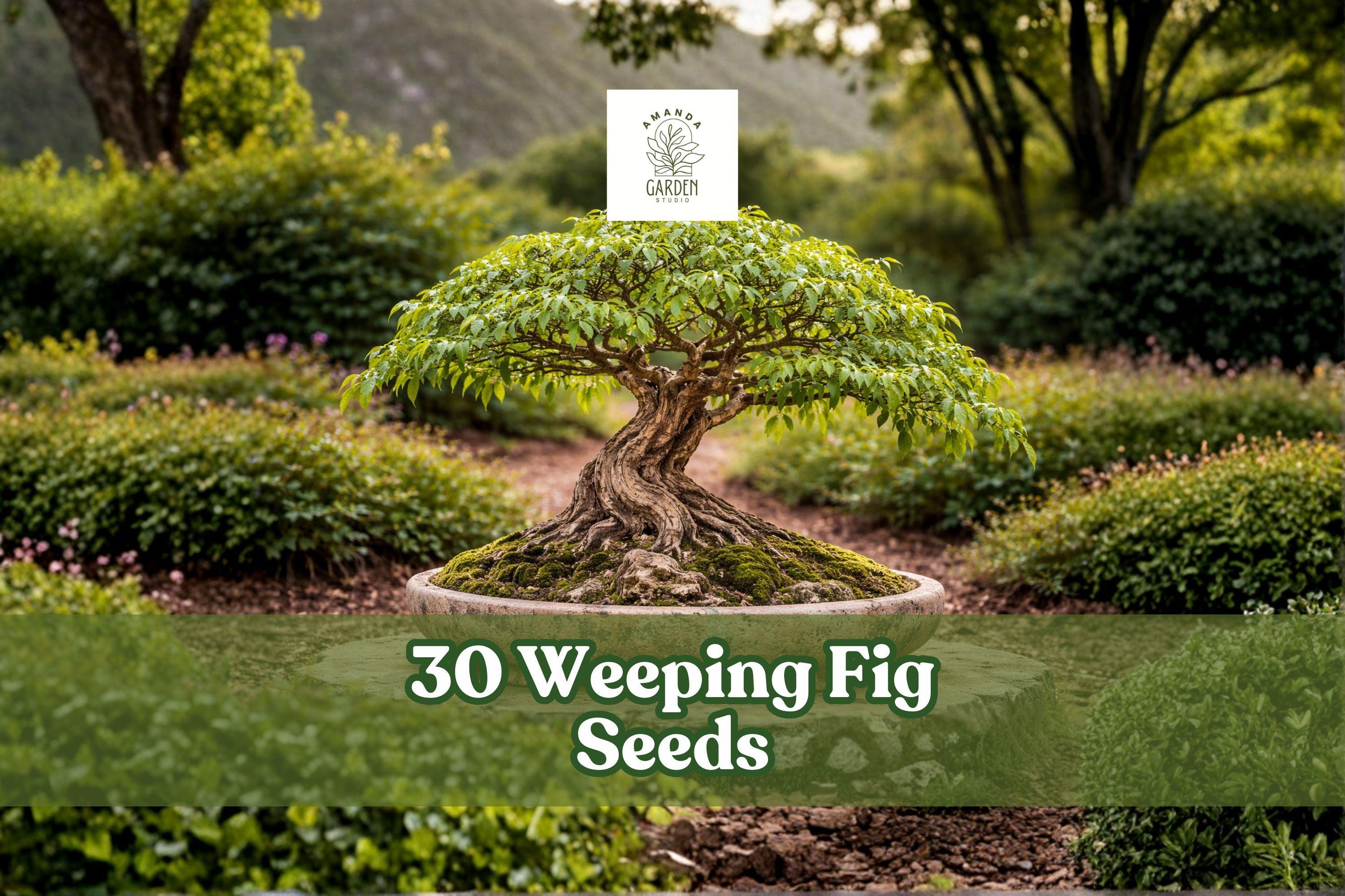 Weeping Fig Seeds, Ficus benjamina, Indoor Bonsai Tree, Green Foliage, Houseplant, 30 Seeds