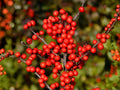 Winterberry Holly Seeds - Ilex verticillata Heirloom Red Berry Shrub for Garden Planting, Ornamental Shrub Seeds