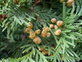 Eastern Arborvitae Seeds – Non-GMO Heirloom Thuja occidentalis for Privacy Hedges & Evergreen Landscaping