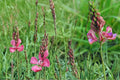 Sainfoin Seeds 100 Pack – Perennial Pink Legume Onobrychis viciifolia for Meadow, Drought Tolerant, Soil Improvement