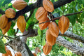 Cacao Tree Seeds – Theobroma cacao – Tropical Perennial Plant for Chocolate Production, Green Foliage