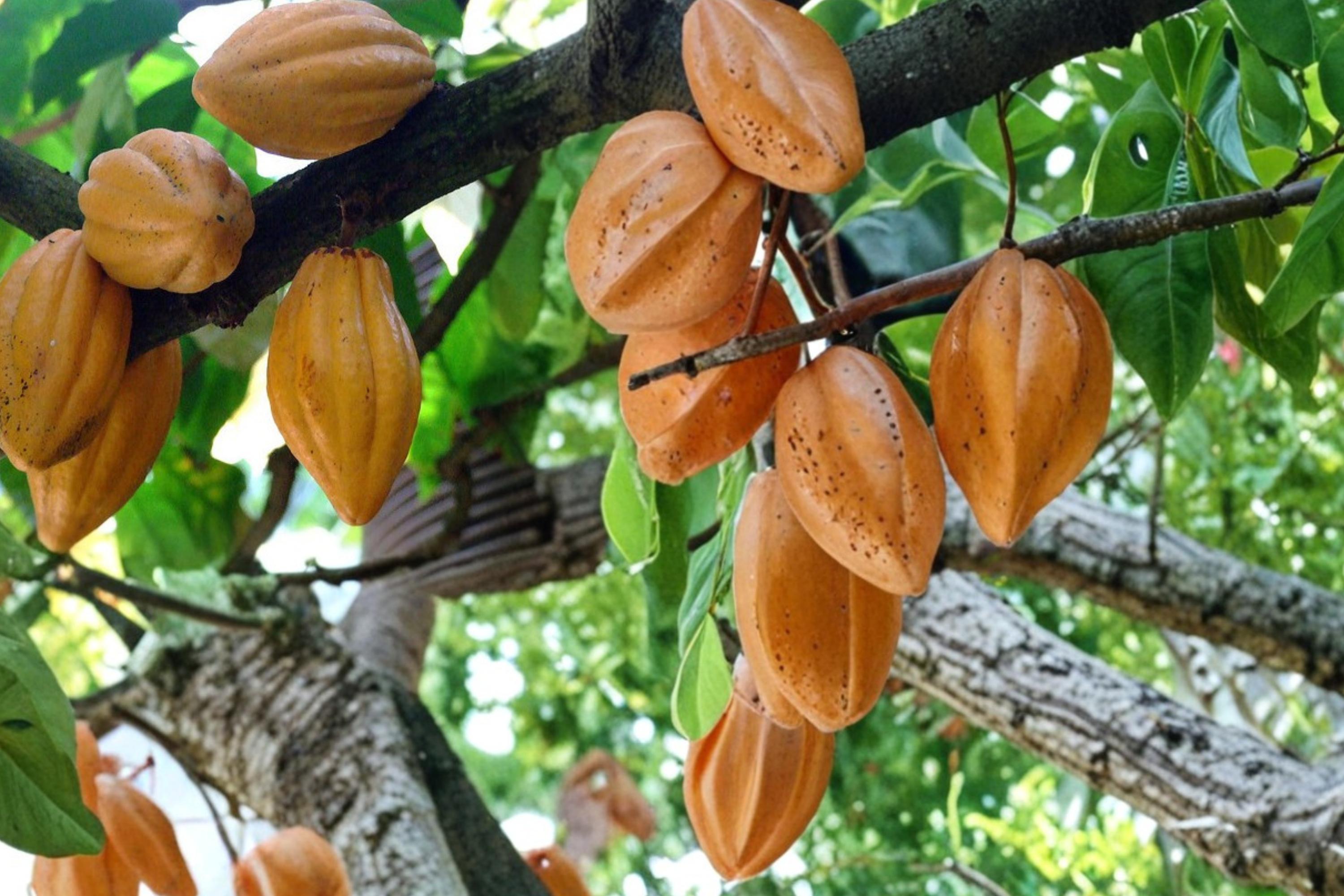 Cacao Tree Seeds – Theobroma cacao – Tropical Perennial Plant for Chocolate Production, Green Foliage