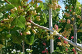 Pistachio Tree Seeds – Edible Nut Tree, Drought Tolerant, Full Sun, Pistacia vera, Garden Plant