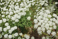 Bishop's Flower Seeds, Ammi majus, White Lace-like Annual for Borders & Cutting Gardens, 100 Seeds