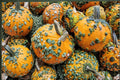 Warty Goblin Pumpkin Seeds – Cucurbita pepo, Ornamental Textured Pumpkin for Fall Garden, Vining, Compact, Bumpy Skin