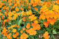 Siberian Wallflower Seeds – Erysimum cheiri – Bright Orange to Red Fragrant Blooms, Herbaceous Biennial for Borders & Rock Gardens