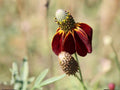 Prairie Coneflower Seeds – Heirloom Non-GMO Native Wildflower for Garden, Meadow, and Pollinator Gardens – Ratibida columnifera