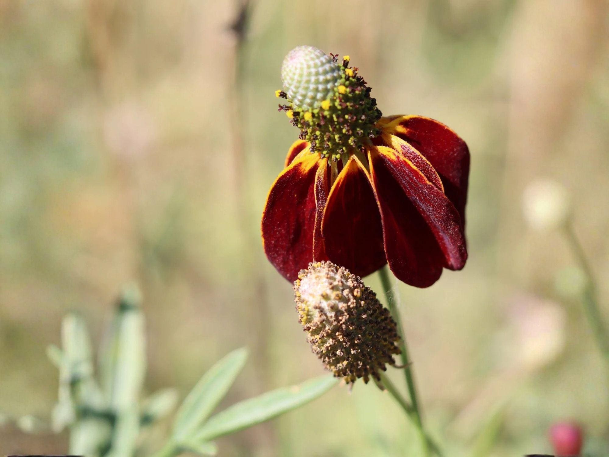 Prairie Coneflower Seeds – Heirloom Non-GMO Native Wildflower for Garden, Meadow, and Pollinator Gardens – Ratibida columnifera