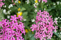 Catchfly Seeds 100 Pack | Silene armeria Herbaceous Annual with Bright Rose-Pink Flower Clusters for Borders & Containers