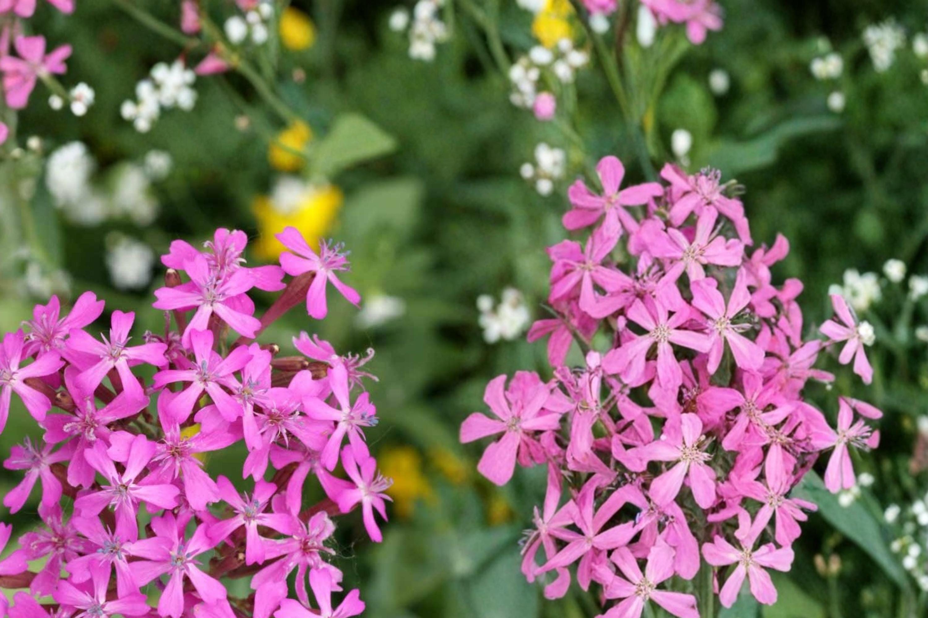Catchfly Seeds 100 Pack | Silene armeria Herbaceous Annual with Bright Rose-Pink Flower Clusters for Borders & Containers
