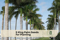 King Palm Seeds - Tropical Palm Tree, Archontophoenix cunninghamiana, Ornamental, Green Fronds, Indoor & Outdoor Planting, 5 Seeds