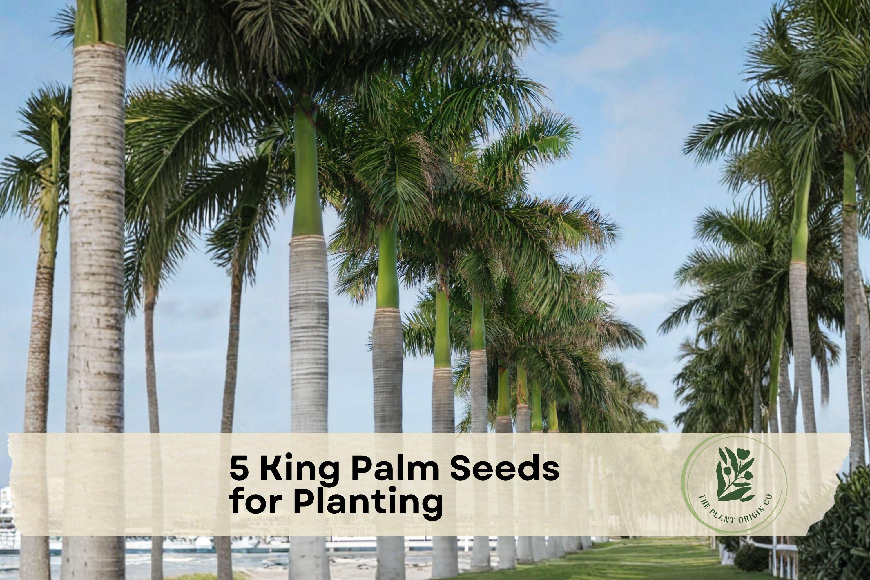 King Palm Seeds - Tropical Palm Tree, Archontophoenix cunninghamiana, Ornamental, Green Fronds, Indoor & Outdoor Planting, 5 Seeds