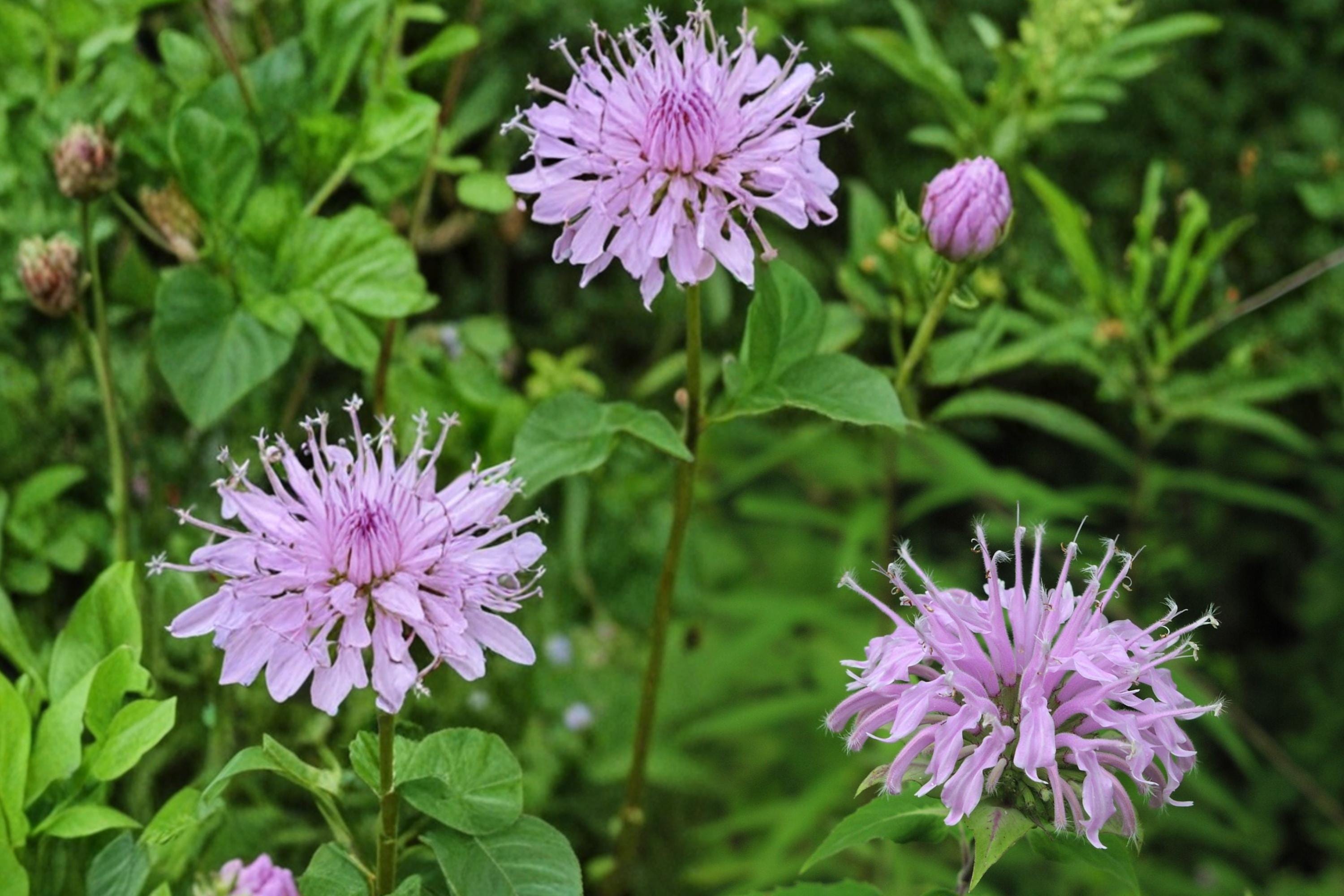 Wild Bergamot Seeds, Monarda fistulosa, Herbaceous Perennial, Lavender to Pale Purple Flowers, Pollinator & Wildflower Garden