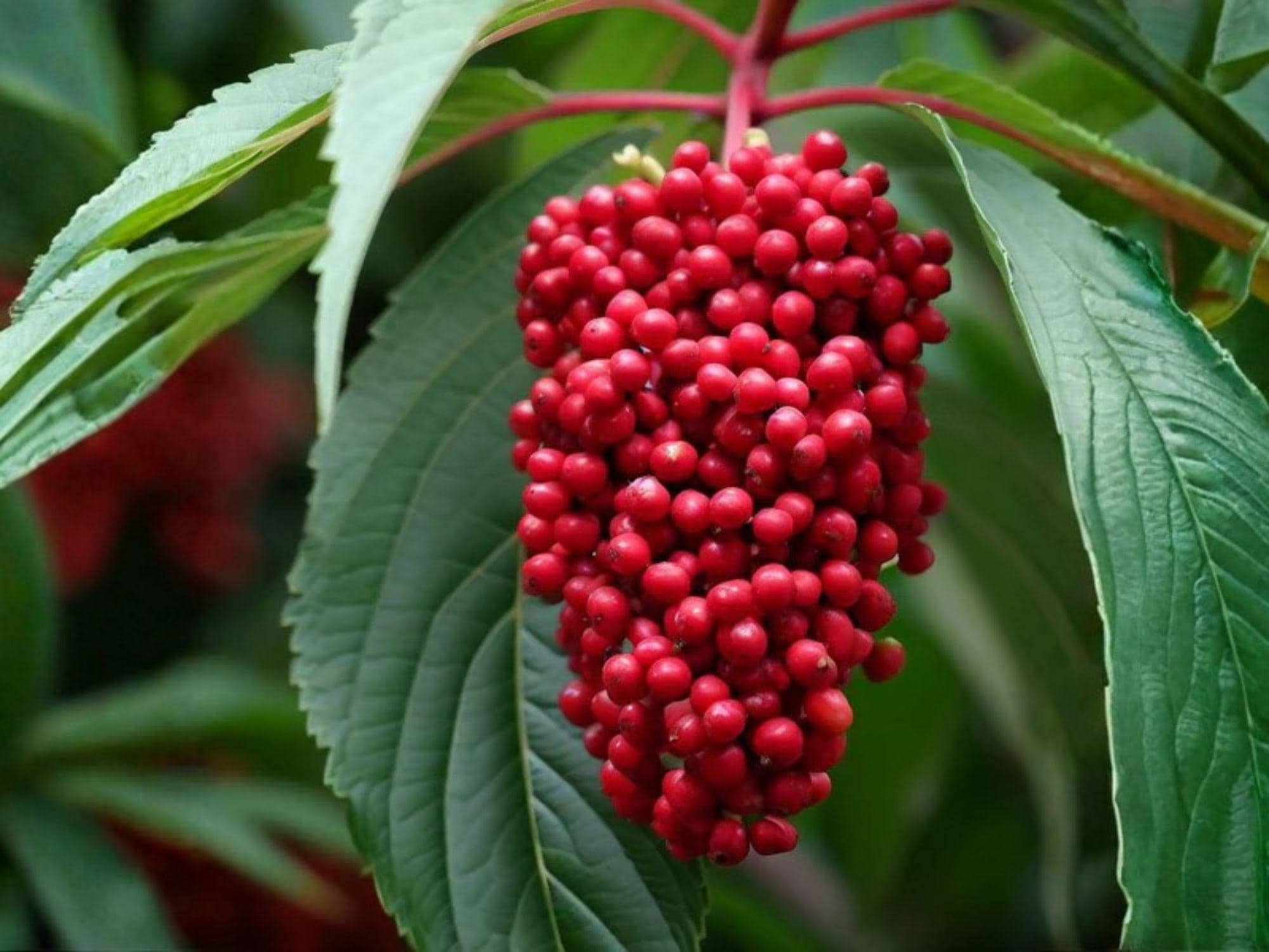 European Red Elderberry Seeds – Native Shrub, Heirloom, Non-GMO, Sambucus racemosa, Berry-Producing Plant for Wildlife Gardens