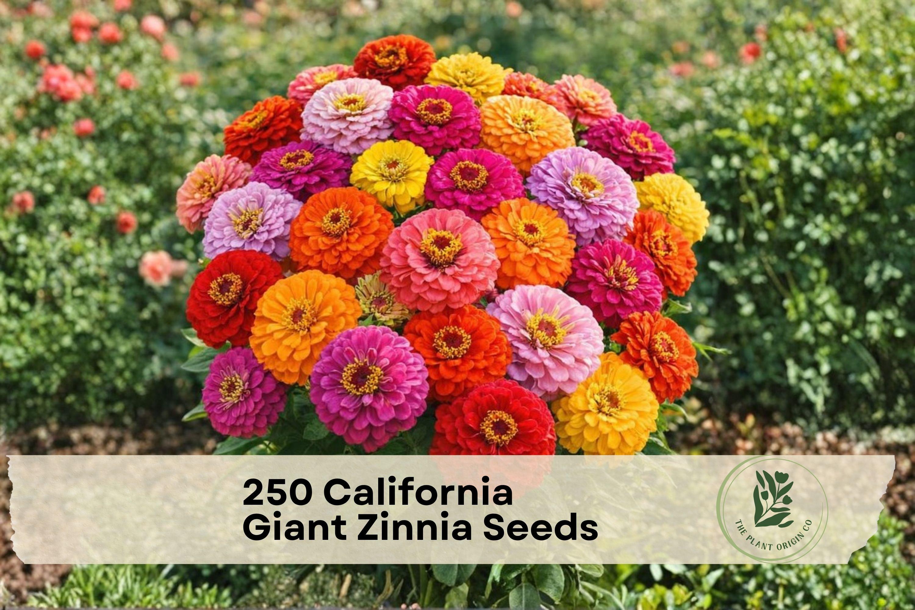 250 California Giant Zinnia Seeds - Vibrant Mixed Colors, Large Blooms, Easy to Grow, Zinnia elegans, Garden Flowers, Pollinator Attracting