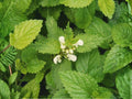 Lemon Balm Seeds, Melissa officinalis Heirloom, Fragrant Culinary Herb Garden, Non-GMO, 100 Seeds