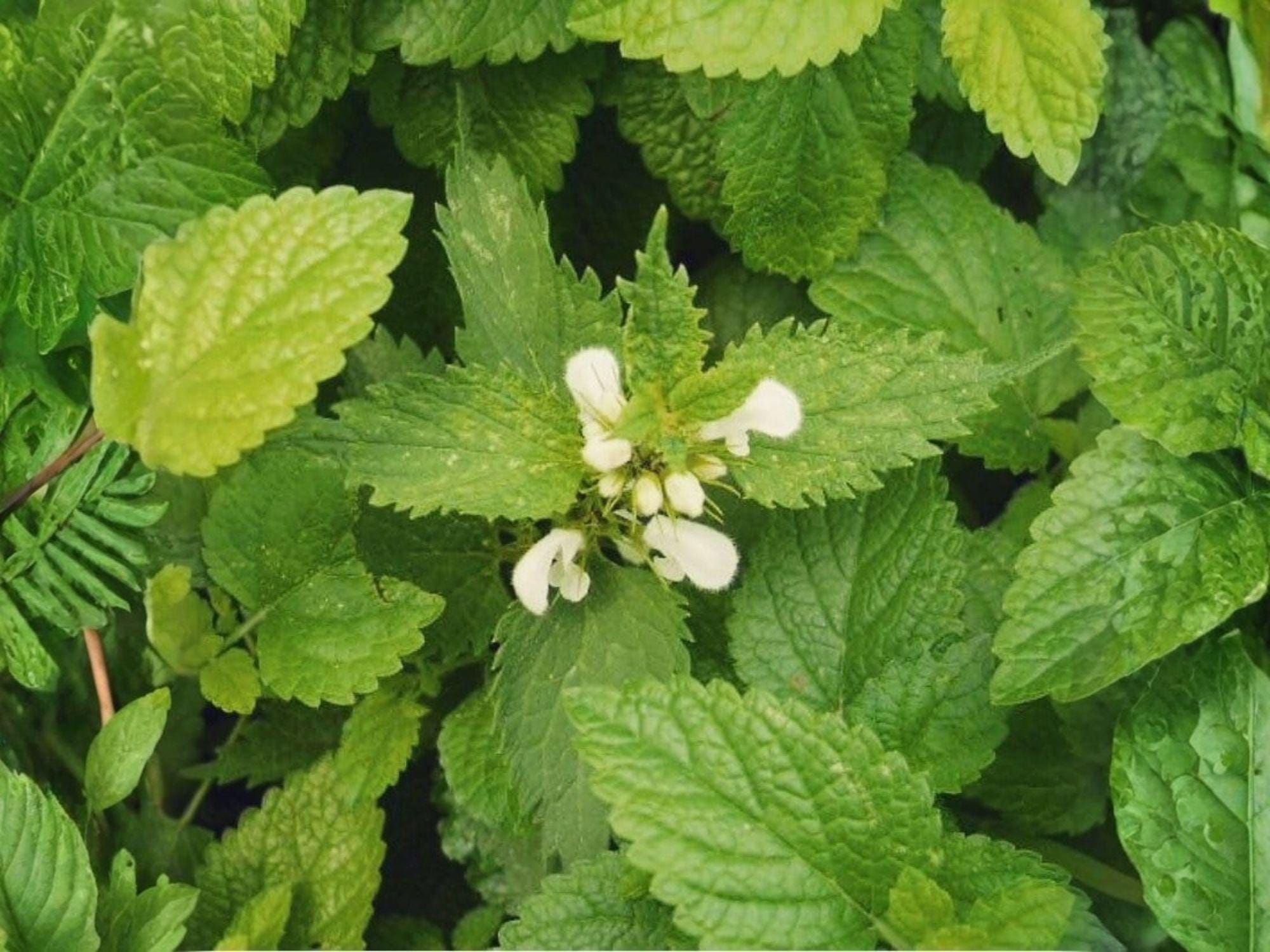 Lemon Balm Seeds, Melissa officinalis Heirloom, Fragrant Culinary Herb Garden, Non-GMO, 100 Seeds