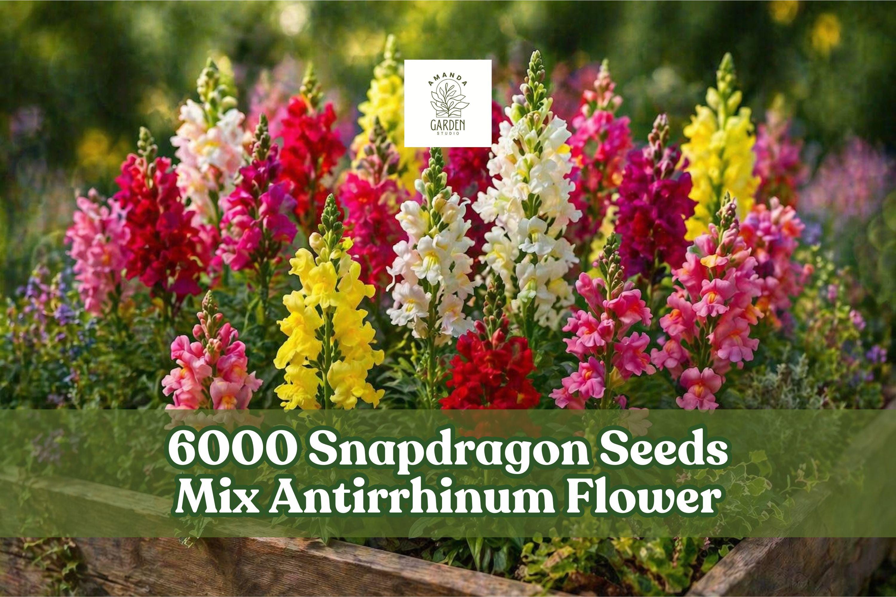 Snapdragon Seeds Rainbow Mix Antirrhinum majus Garden Flower Seeds for Outdoor Beds & Borders