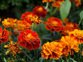 French Marigold Sparky Mix Seeds – Tagetes patula, Vibrant Red, Orange & Yellow Flowers, Compact Bushy Annual for Garden & Container Planting