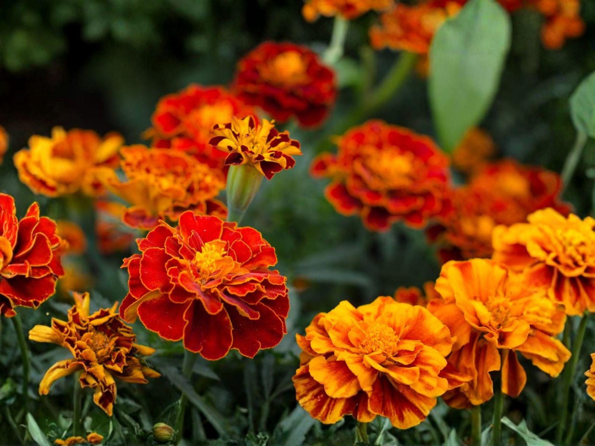 French Marigold Sparky Mix Seeds – Tagetes patula, Vibrant Red, Orange & Yellow Flowers, Compact Bushy Annual for Garden & Container Planting