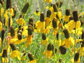 Prairie Coneflower Seeds | Ratibida columnifera | Mexican Hat Flower | Perennial Wildflower for Garden & Natural Landscapes