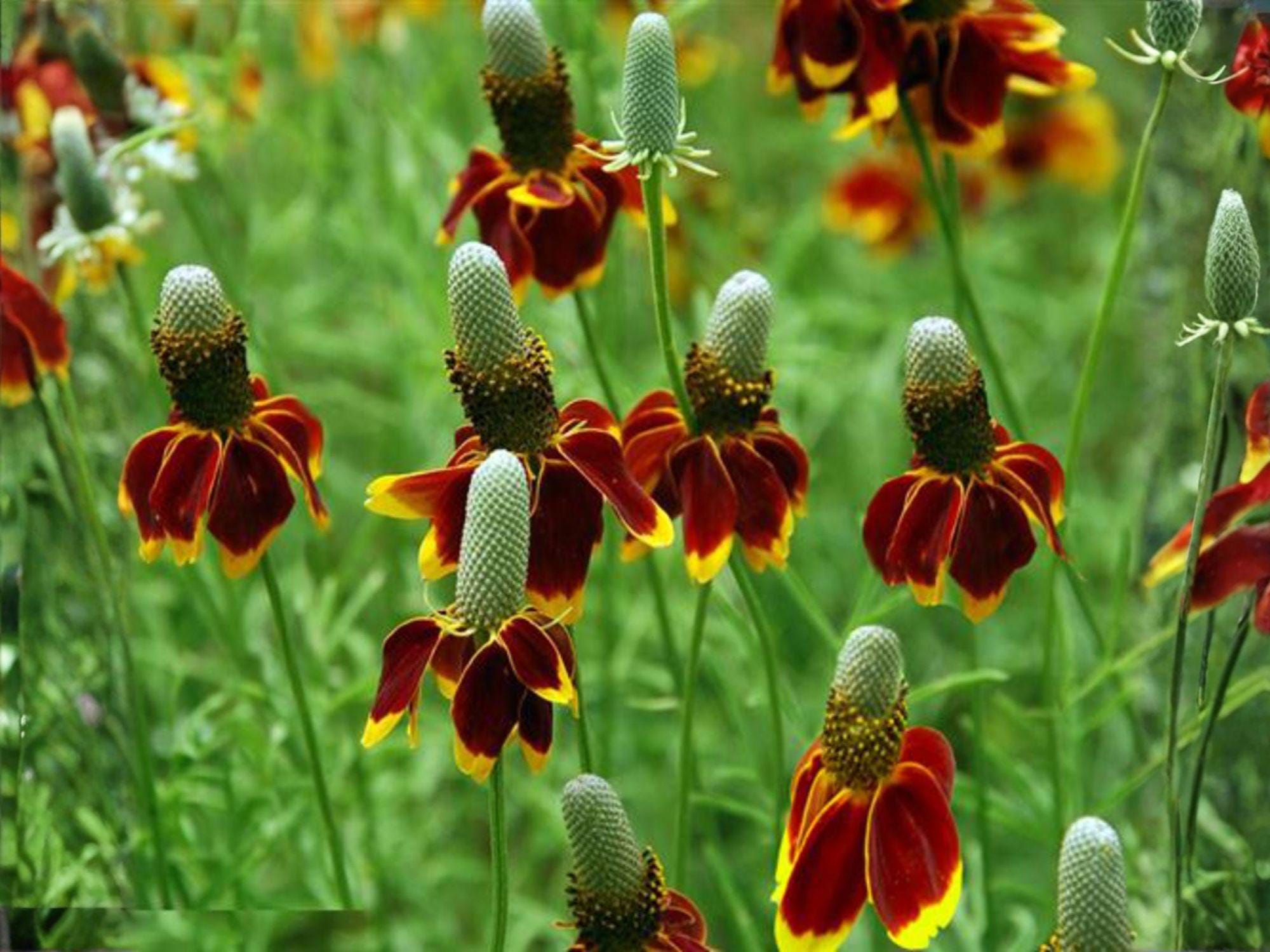 Mexican Hat Flower Seeds | Ratibida columnifera pulchra | Prairie Coneflower | Perennial Garden Plant
