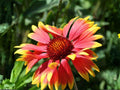 Gaillardia aristata Meriwether Blanketflower Seeds – Heirloom Non-GMO Pollinator Wildflower Pack for Garden Beds and Borders