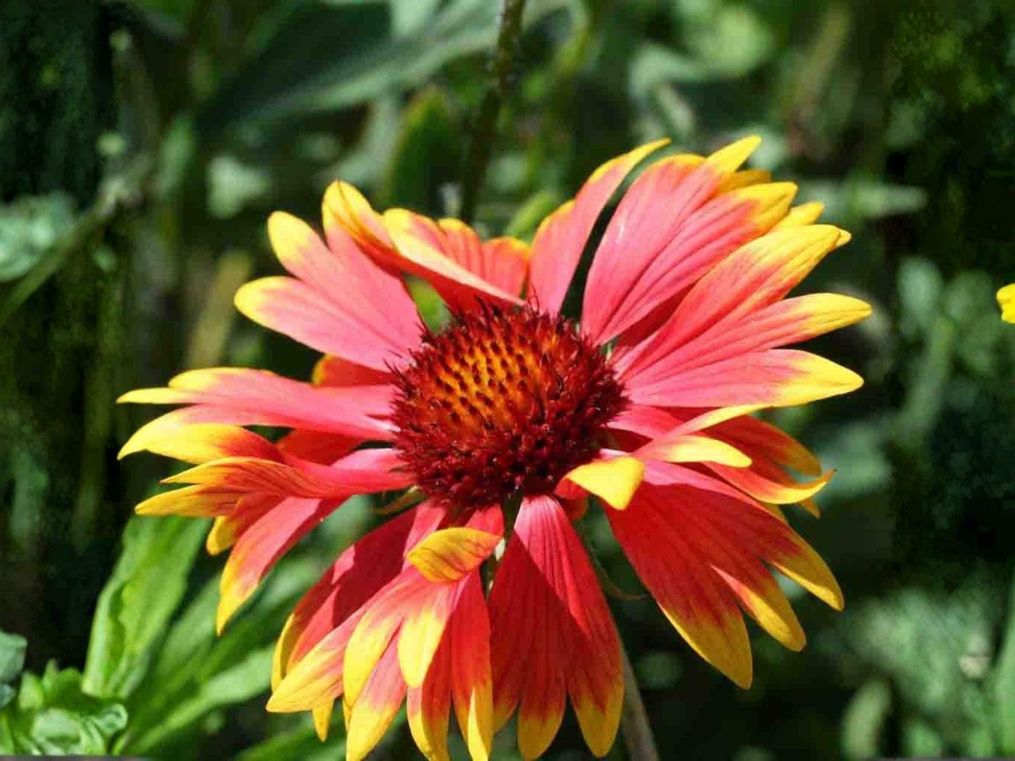 Gaillardia aristata Meriwether Blanketflower Seeds – Heirloom Non-GMO Pollinator Wildflower Pack for Garden Beds and Borders