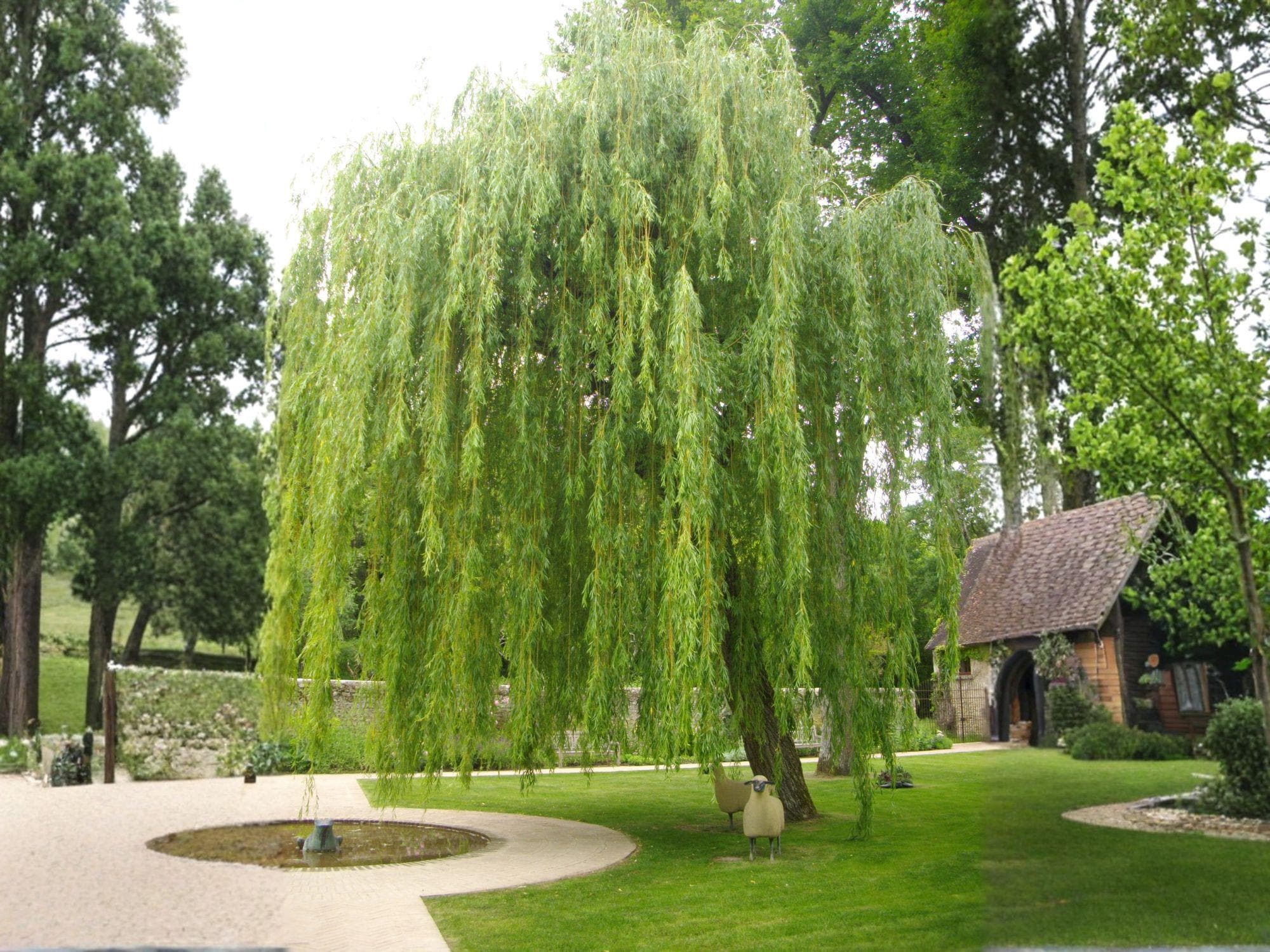 Weeping Willow Tree Plant – Bare Root Salix babylonica, Ornamental Shade Tree, Fast Growing Landscape Tree